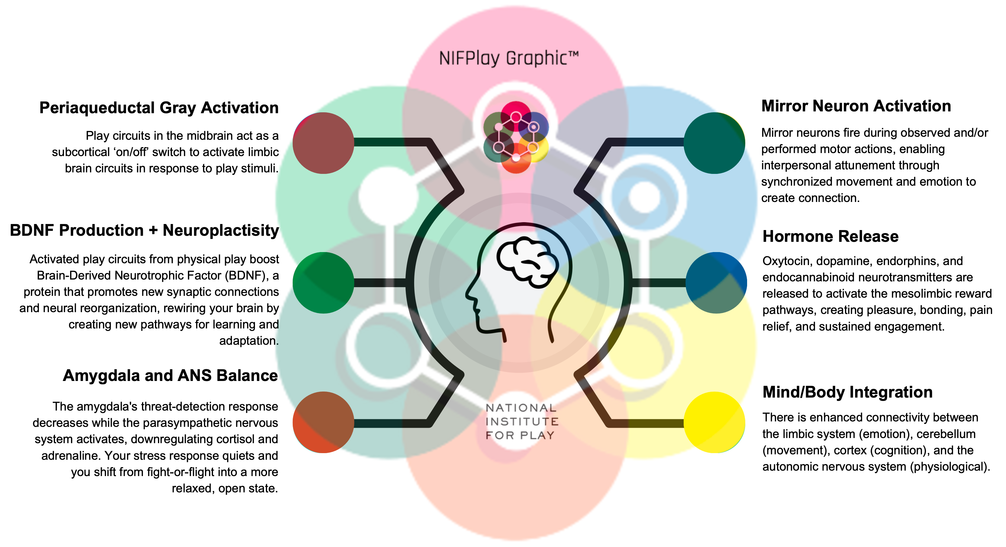 Neuroscience of Play Graphic